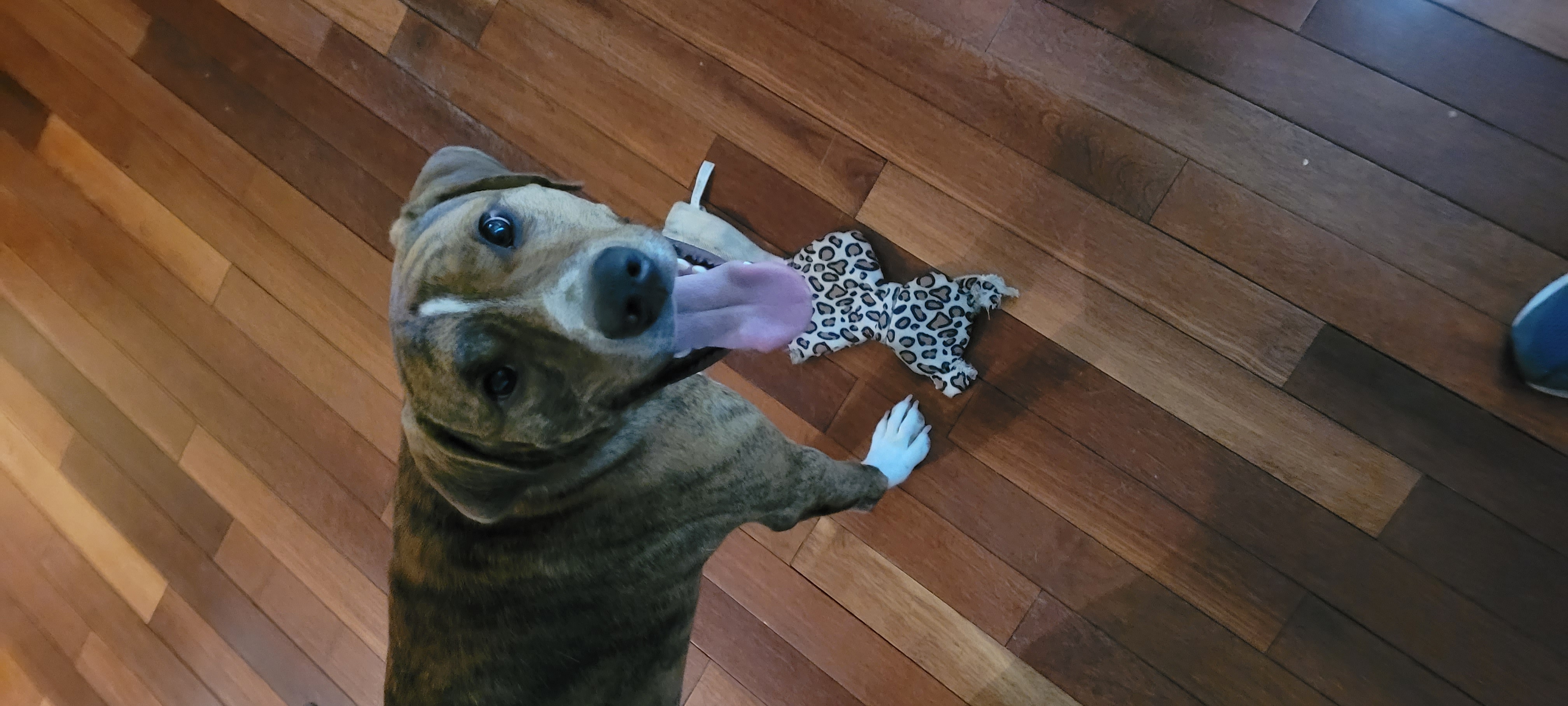 A picture of my dog, Taz, playing with one of his favorite toys