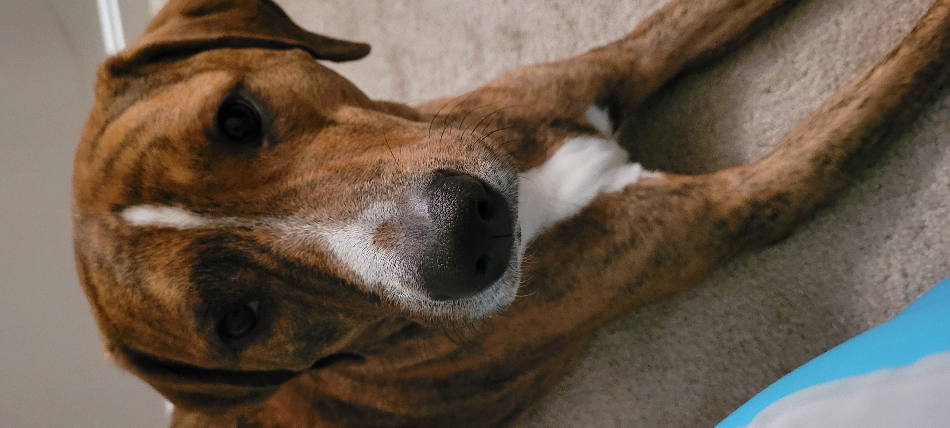 A close-up picture of my dog, Taz